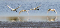 Spatulas in the lagoon