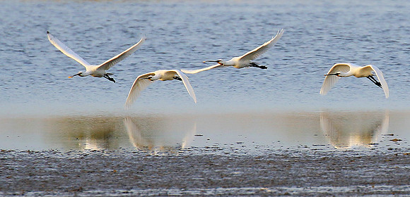 Spatulas in the lagoon