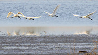 Spatulas in the lagoon