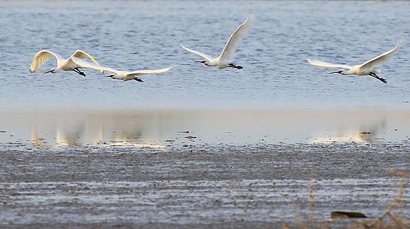 Spatulas in the lagoon
