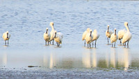 Spatulas in the lagoon