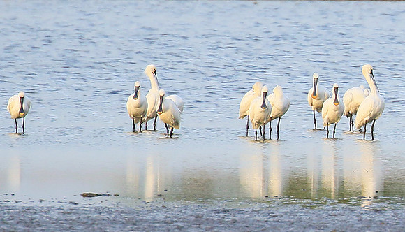 Spatulas in the lagoon