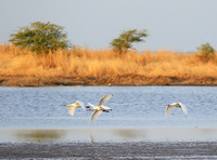 Spatulas in the lagoon
