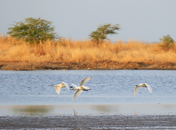 Spatulas in the lagoon