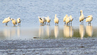 Spatulas in the lagoon