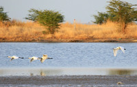 Spatulas in the lagoon
