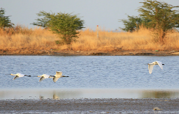 Spatulas in the lagoon