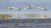 Spatulas in the lagoon