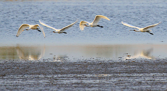 Spatulas in the lagoon
