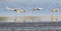 Spatulas in the lagoon