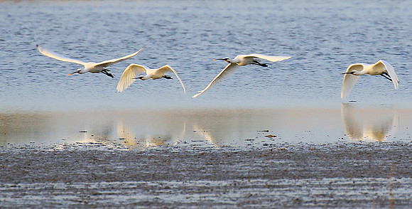 Spatulas in the lagoon