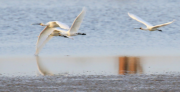 Spatulas in the lagoon