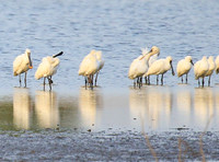 Spatulas in the lagoon