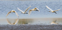 Spatulas in the lagoon