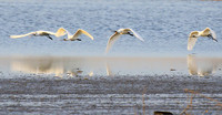 Spatulas in the lagoon
