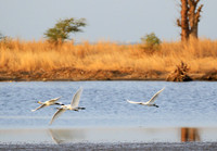 Spatulas in the lagoon