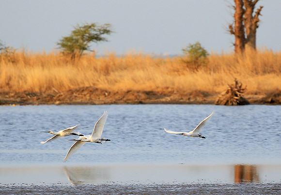 Spatulas in the lagoon