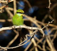 Swallow-tailed bee eater