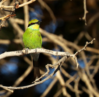 Swallow-tailed bee eater