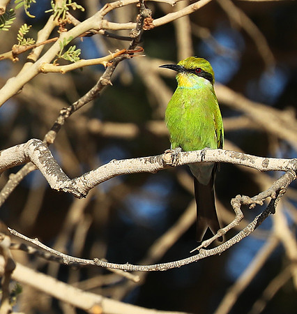 Swallow-tailed bee eater