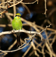 Swallow-tailed bee eater