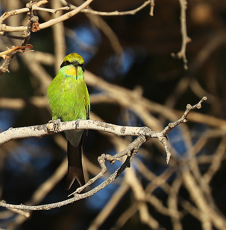 Swallow-tailed bee eater