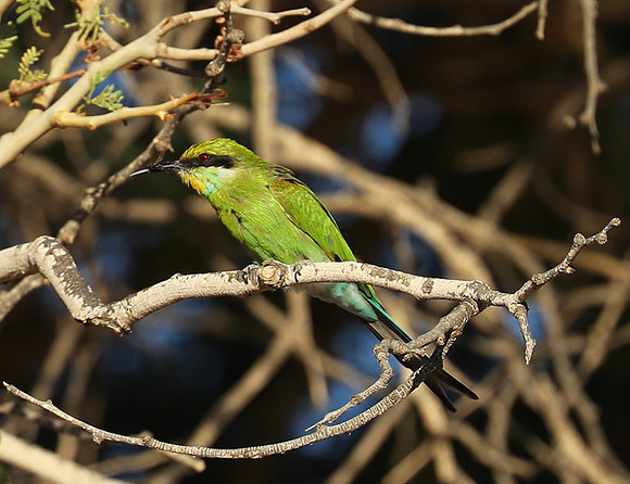 Swallow-tailed bee eater