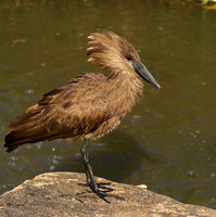 At Sabi Sand