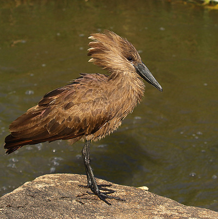 At Sabi Sand