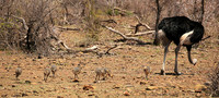 Ostriches at Madikwe game reserve