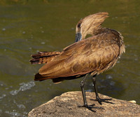 At Sabi Sand