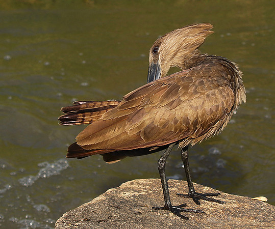 At Sabi Sand