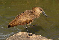 At Sabi Sand