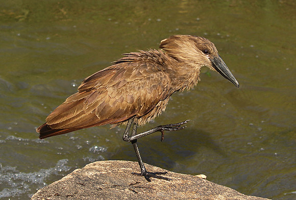 At Sabi Sand