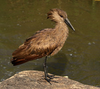 At Sabi Sand
