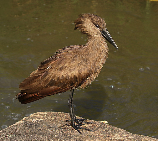At Sabi Sand
