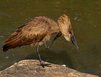 At Sabi Sand
