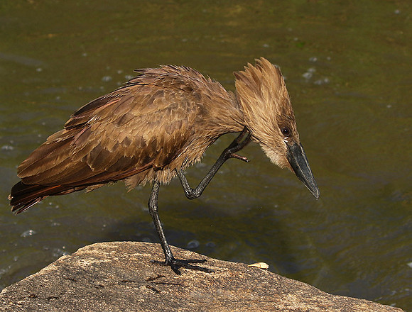 At Sabi Sand