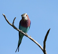 Lilac brested roller - Etosha