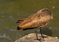 At Sabi Sand