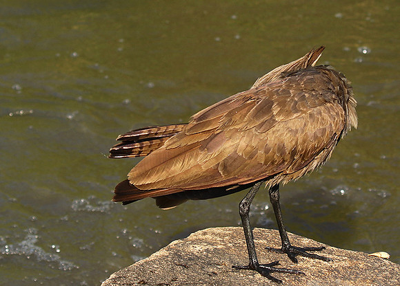 At Sabi Sand