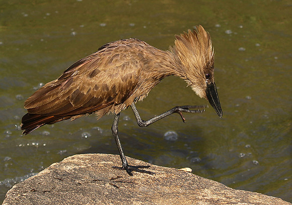 At Sabi Sand