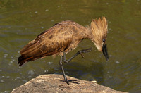 At Sabi Sand