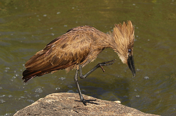 At Sabi Sand