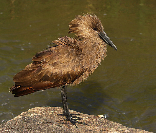 At Sabi Sand