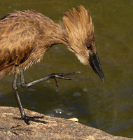 At Sabi Sand