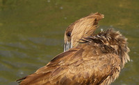 At Sabi Sand