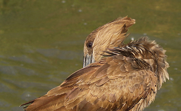 At Sabi Sand