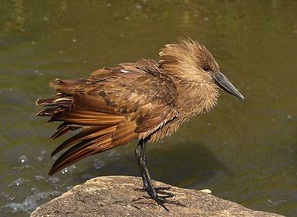 At Sabi Sand