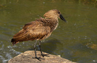 At Sabi Sand